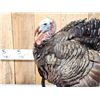 Image 3 : Strutting Turkey Full Body Bird Taxidermy