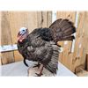Image 4 : Strutting Turkey Full Body Bird Taxidermy