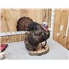 Image 5 : Strutting Turkey Full Body Bird Taxidermy