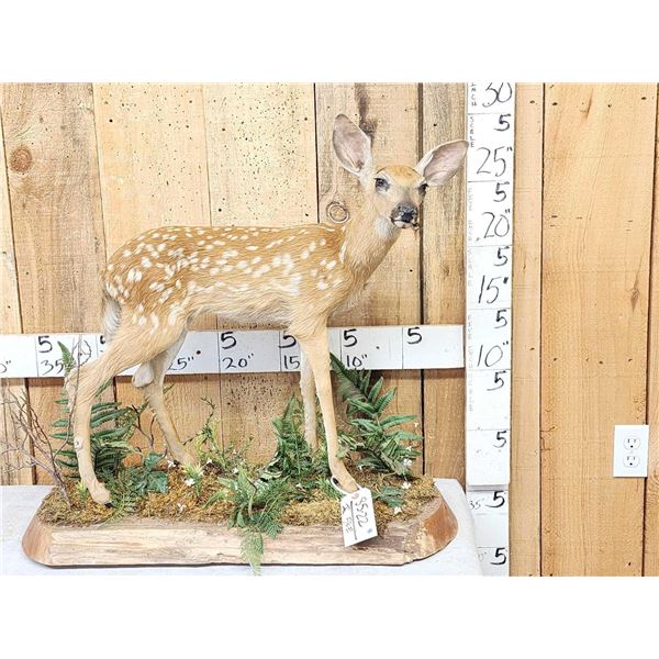 Whitetail Fawn Full Body Taxidermy Mount