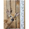 Image 2 : Whitetail Fawn Full Body Taxidermy Mount