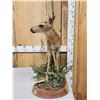 Image 3 : Whitetail Fawn Full Body Taxidermy Mount