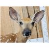 Image 5 : Whitetail Fawn Full Body Taxidermy Mount