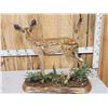 Image 6 : Whitetail Fawn Full Body Taxidermy Mount