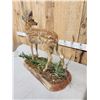 Image 7 : Whitetail Fawn Full Body Taxidermy Mount