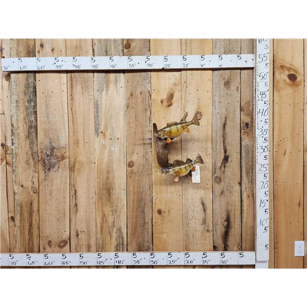 Two 13" Perch Real Skin Fish Taxidermy