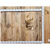 Image 1 : Two 13" Perch Real Skin Fish Taxidermy