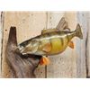 Image 2 : Two 13" Perch Real Skin Fish Taxidermy