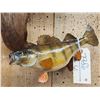 Image 3 : Two 13" Perch Real Skin Fish Taxidermy