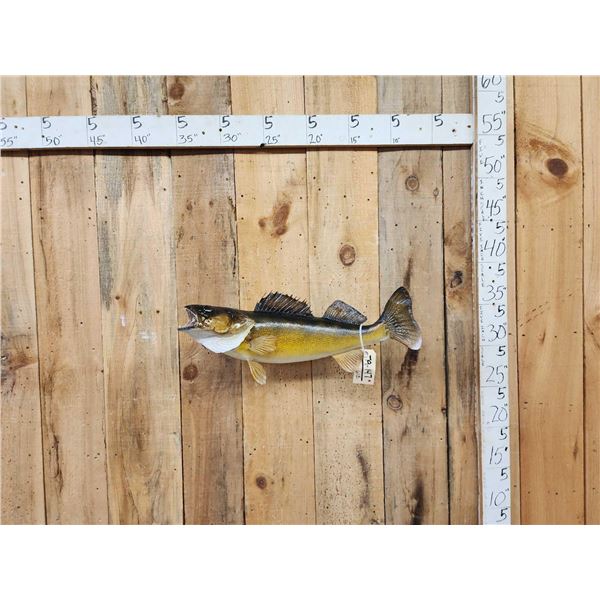 27" Walleye Real Skin Fish Taxidermy