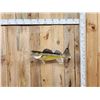 Image 1 : 27" Walleye Real Skin Fish Taxidermy