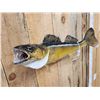 Image 2 : 27" Walleye Real Skin Fish Taxidermy