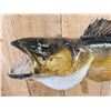Image 3 : 27" Walleye Real Skin Fish Taxidermy