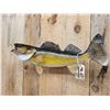 Image 4 : 27" Walleye Real Skin Fish Taxidermy