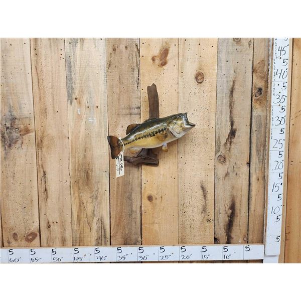 20" Largemouth Bass Real Skin Fish Taxidermy