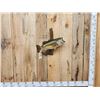 Image 1 : 20" Largemouth Bass Real Skin Fish Taxidermy