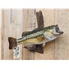 Image 2 : 20" Largemouth Bass Real Skin Fish Taxidermy