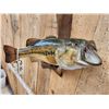 Image 3 : 20" Largemouth Bass Real Skin Fish Taxidermy