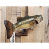 Image 4 : 20" Largemouth Bass Real Skin Fish Taxidermy