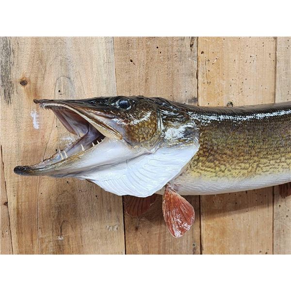 45" Northern Pike Real Skin Fish Taxidermy