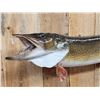 Image 1 : 45" Northern Pike Real Skin Fish Taxidermy