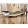 Image 2 : 45" Northern Pike Real Skin Fish Taxidermy