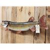 Image 3 : 45" Northern Pike Real Skin Fish Taxidermy