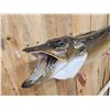 Image 4 : 45" Northern Pike Real Skin Fish Taxidermy