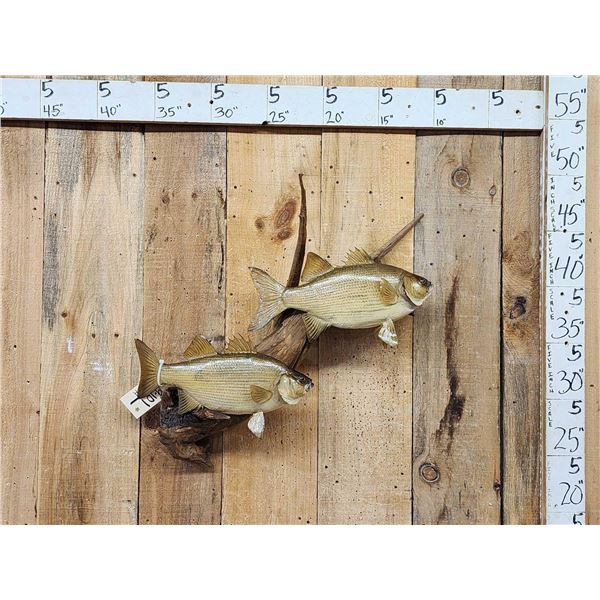 Two 18" White Bass Real Skin Fish Taxidermy