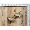 Image 1 : Two 18" White Bass Real Skin Fish Taxidermy