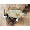 Image 2 : Two 18" White Bass Real Skin Fish Taxidermy