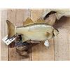 Image 3 : Two 18" White Bass Real Skin Fish Taxidermy