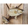 Image 4 : Two 18" White Bass Real Skin Fish Taxidermy