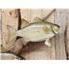 Image 5 : Two 18" White Bass Real Skin Fish Taxidermy