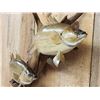 Image 6 : Two 18" White Bass Real Skin Fish Taxidermy