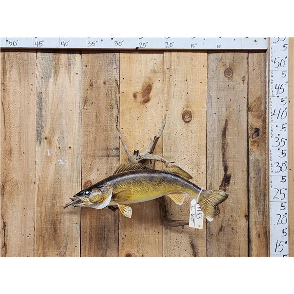 27" Walleye Real Skin Fish Taxidermy