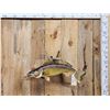 Image 1 : 27" Walleye Real Skin Fish Taxidermy