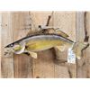 Image 2 : 27" Walleye Real Skin Fish Taxidermy