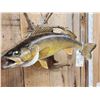 Image 3 : 27" Walleye Real Skin Fish Taxidermy