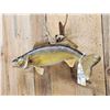 Image 4 : 27" Walleye Real Skin Fish Taxidermy