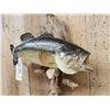 Image 2 : 22" Largemouth Bass Real Skin Fish Taxidermy