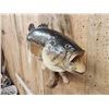 Image 3 : 22" Largemouth Bass Real Skin Fish Taxidermy