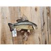 Image 4 : 22" Largemouth Bass Real Skin Fish Taxidermy
