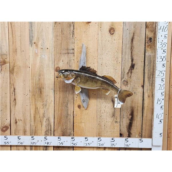27" Walleye Real Skin Fish Taxidermy