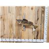 Image 1 : 27" Walleye Real Skin Fish Taxidermy