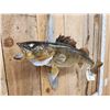 Image 2 : 27" Walleye Real Skin Fish Taxidermy
