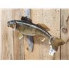 Image 3 : 27" Walleye Real Skin Fish Taxidermy