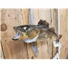Image 4 : 27" Walleye Real Skin Fish Taxidermy