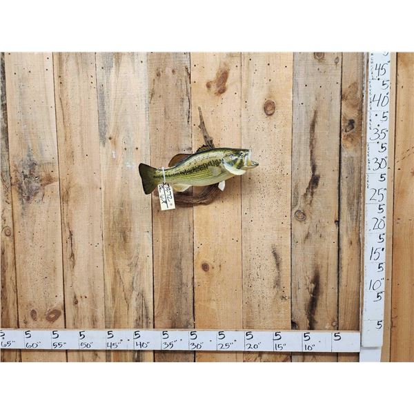 20" Largemouth Bass Real Skin Fish Taxidermy