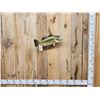 Image 1 : 20" Largemouth Bass Real Skin Fish Taxidermy